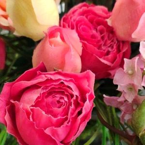 Meet your Posher, Lorene